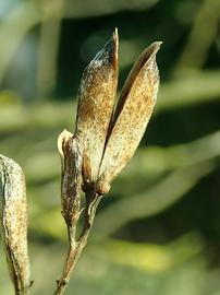   Fruit:   Syringa vulgaris ; Photo by Salicyna, commons.wikimedia.org
